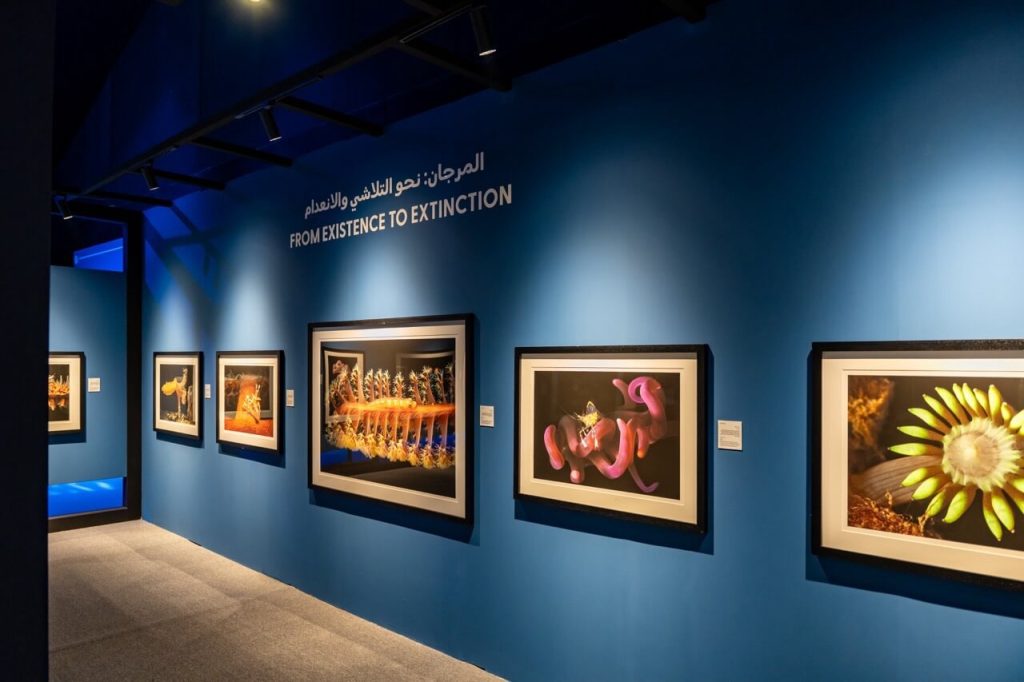 From Alp Cans From Existence to Extinction at Xposure International Photography Festival 2026